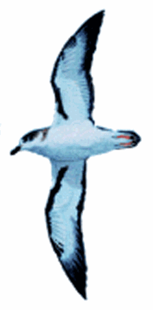 Pterodromae Cahow Logo