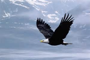 eagles wings Logo